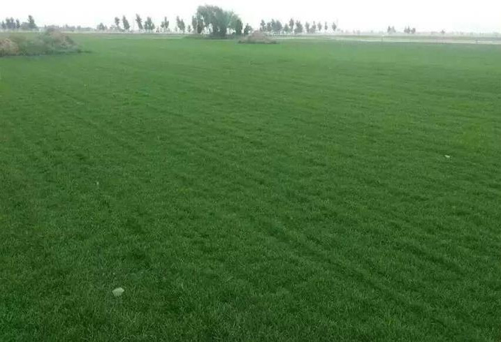 草皮護坡技術特點及施工流程